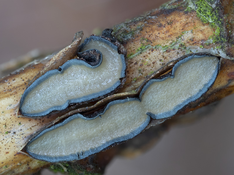 Colpoma quercinum